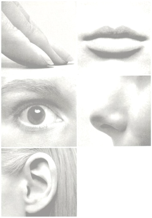 Общая психология_ Ощущение, восприятие, представле_0.png